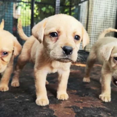 Labrador Price in Noida | Labrador Puppies for sale in Noida