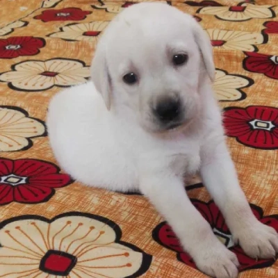 Labrador  Price in Bangalore | Labrador  Puppies for sale in Bangalore