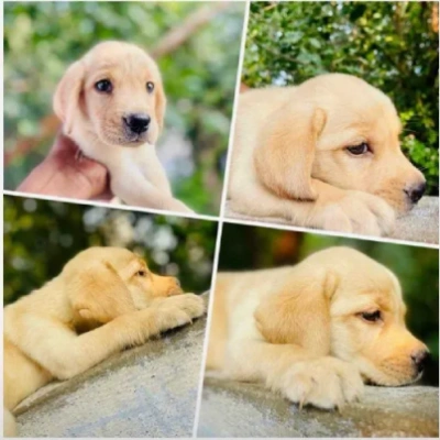 Labrador Price in Noida | Labrador Puppies for sale in Noida