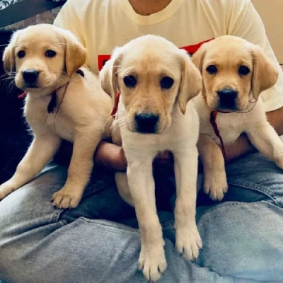 Labrador Price in Delhi | Labrador Puppies for sale in Delhi