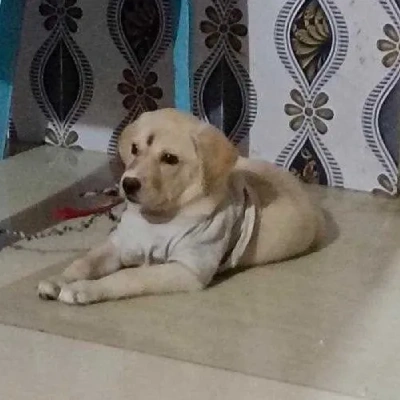 Labrador  Price in Bangalore | Labrador  Puppies for sale in Bangalore