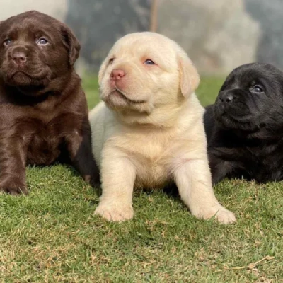 Labrador Retriever Price in Pune | Labrador Retriever Puppies for sale in Pune