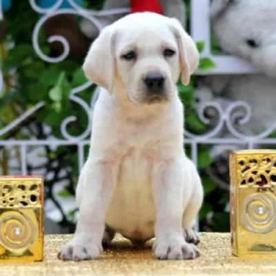 Labrador Retriever Price in Gurgaon | Labrador Retriever Puppies for sale in Gurgaon