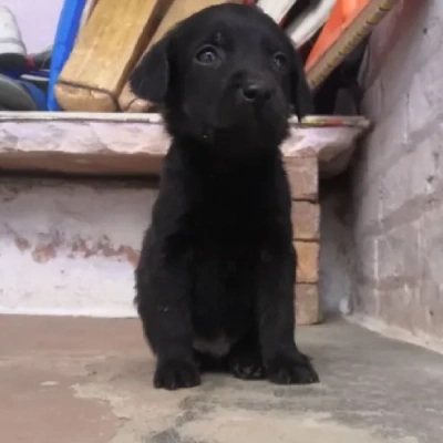 Labrador Price in Delhi | Labrador Puppies for sale in Delhi