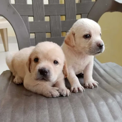 Labrador Retriever Price in Surat | Labrador Retriever Puppies for sale in Surat