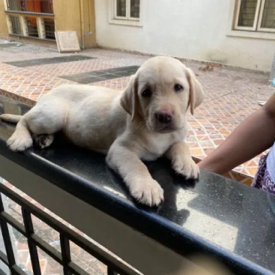 Labrador Price in Delhi | Labrador Puppies for sale in Delhi