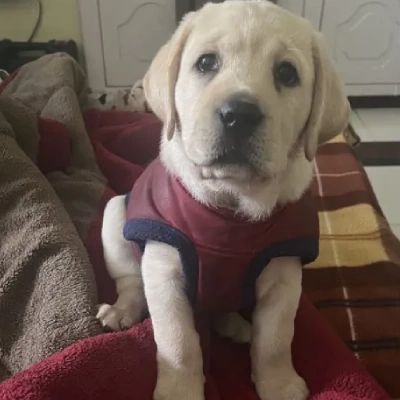 Labrador Retriever Price in Mumbai | Labrador Retriever Puppies for sale in Mumbai