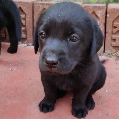 Labrador Price in Delhi | Labrador Puppies for sale in Delhi