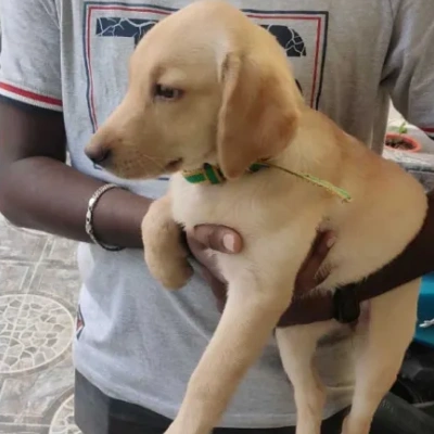 Labrador  Price in Bangalore | Labrador  Puppies for sale in Bangalore