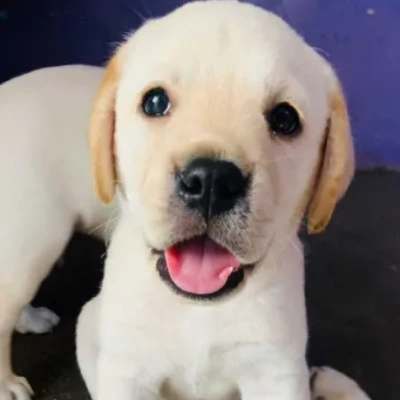 Labrador Retriever Price in Hyderabad | Labrador Retriever Puppies for sale in Hyderabad