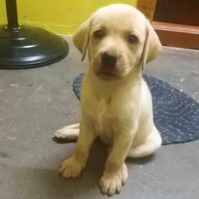 Labrador Price in Noida | Labrador Puppies for sale in Noida