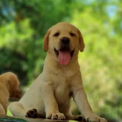 Labrador Retriever Price in Hyderabad | Labrador Retriever Puppies for sale in Hyderabad