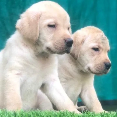 Labrador Price in Delhi | Labrador Puppies for sale in Delhi