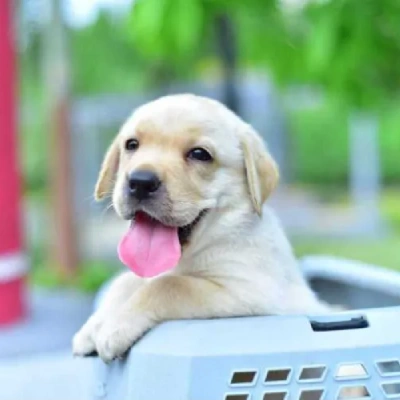 Labrador Retriever Price in Hyderabad | Labrador Retriever Puppies for sale in Hyderabad