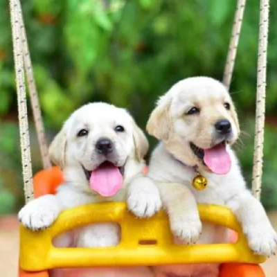 Labrador Retriever Price in Pune | Labrador Retriever Puppies for sale in Pune