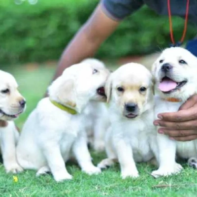 Labrador Retriever Price in Surat | Labrador Retriever Puppies for sale in Surat