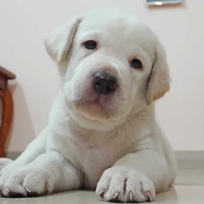 Labrador Retriever Price in Chennai | Labrador Retriever Puppies for sale in Chennai