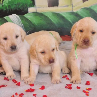 Labrador  Price in Bangalore | Labrador  Puppies for sale in Bangalore