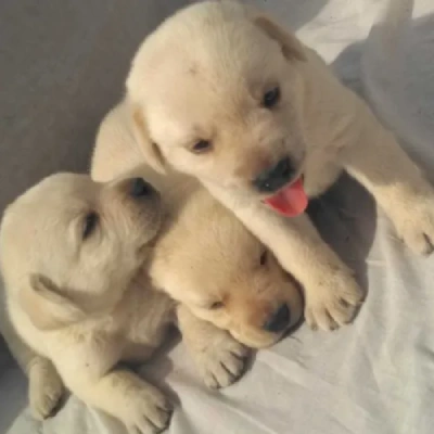 Labrador Price in Noida | Labrador Puppies for sale in Noida