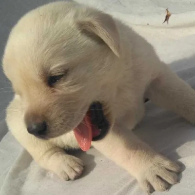 Labrador Retriever Price in Hyderabad | Labrador Retriever Puppies for sale in Hyderabad