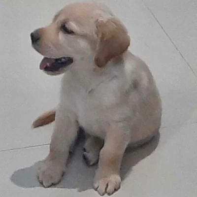 Labrador Retriever Price in Mumbai | Labrador Retriever Puppies for sale in Mumbai