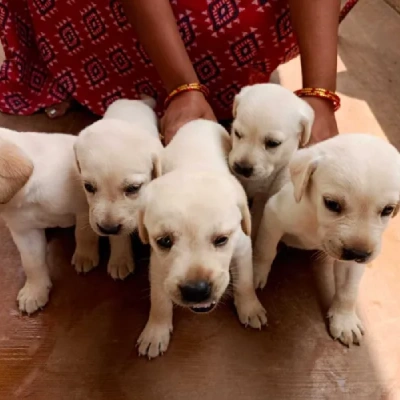 Labrador Price in Noida | Labrador Puppies for sale in Noida