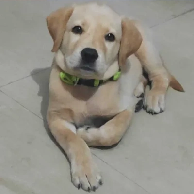 Labrador  Price in Bangalore | Labrador  Puppies for sale in Bangalore