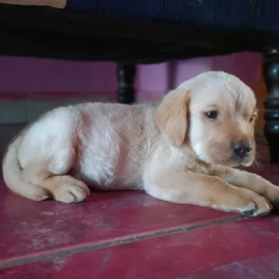 Labrador Retriever Price in Gurgaon | Labrador Retriever Puppies for sale in Gurgaon