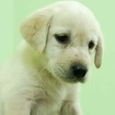 Labrador Retriever Price in Gurgaon | Labrador Retriever Puppies for sale in Gurgaon