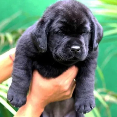 Labrador  Price in Bangalore | Labrador  Puppies for sale in Bangalore