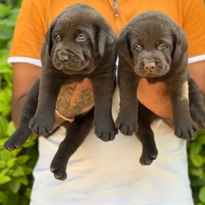 Labrador  Price in Bangalore | Labrador  Puppies for sale in Bangalore