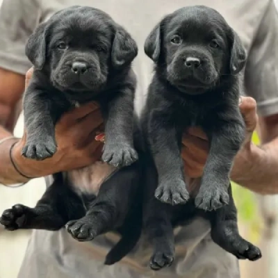 Labrador Retriever Price in Chennai | Labrador Retriever Puppies for sale in Chennai