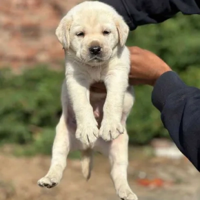 Labrador  Price in Bangalore | Labrador  Puppies for sale in Bangalore