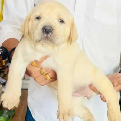 Labrador Retriever Price in Pune | Labrador Retriever Puppies for sale in Pune