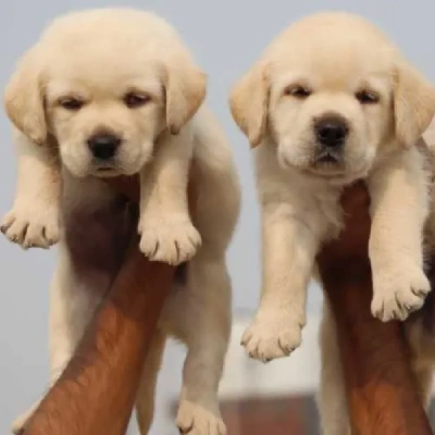 Labrador Price in Noida | Labrador Puppies for sale in Noida