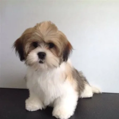 Lhasa Apso Price in Bangalore | Lhasa Apso Puppies for sale in Bangalore