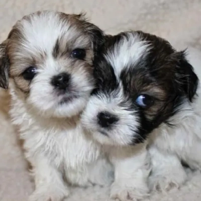 Lhasa Apso Price in Bangalore | Lhasa Apso Puppies for sale in Bangalore