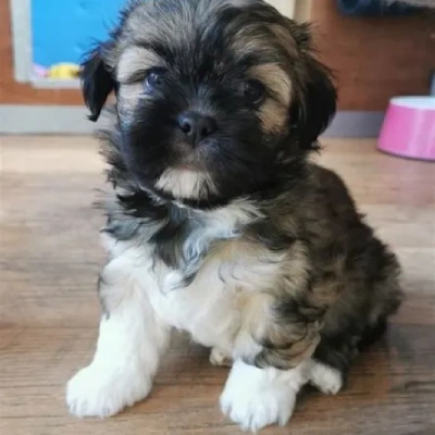 Lhasa Apso Price in Nashik | Lhasa Apso Puppies for sale in Nashik