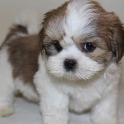 Lhasa Apso Price in Chennai | Lhasa Apso Puppies for sale in Chennai