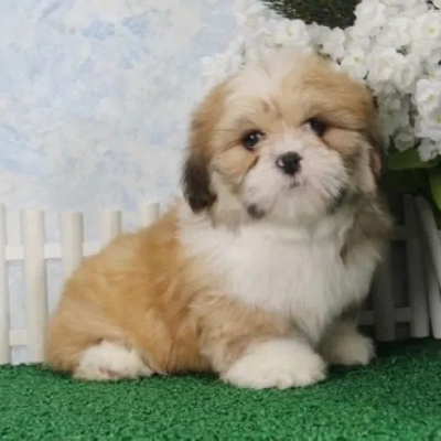 Lhasa Apso Price in Nashik | Lhasa Apso Puppies for sale in Nashik