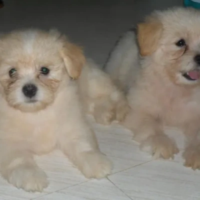 Lhasa Apso Price in Bangalore | Lhasa Apso Puppies for sale in Bangalore