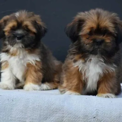 Lhasa Apso Price in Nashik | Lhasa Apso Puppies for sale in Nashik