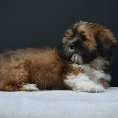 Lhasa Apso Price in Bangalore | Lhasa Apso Puppies for sale in Bangalore