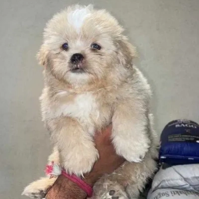 Lhasa Apso Price in Delhi | Lhasa Apso Puppies for sale in Delhi