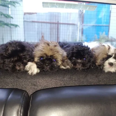 Lhasa Apso Price in Mumbai | Lhasa Apso Puppies for sale in Mumbai