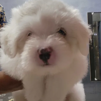 Lhasa Apso Price in Bangalore | Lhasa Apso Puppies for sale in Bangalore