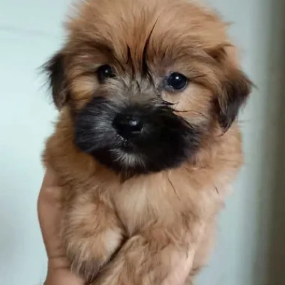 Lhasa Apso Price in Chennai | Lhasa Apso Puppies for sale in Chennai