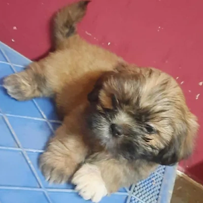 Lhasa Apso Price in Nashik | Lhasa Apso Puppies for sale in Nashik