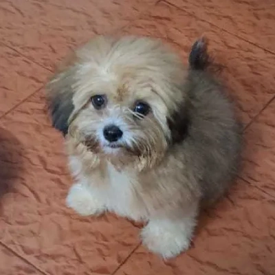 Lhasa Apso Price in Chennai | Lhasa Apso Puppies for sale in Chennai