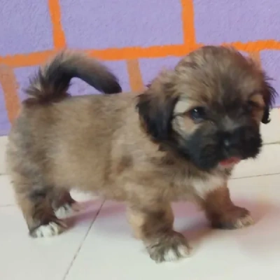 Lhasa Apso Price in Noida | Lhasa Apso Puppies for sale in Noida